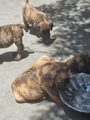 1-3 months Female Purebred Boerboel
