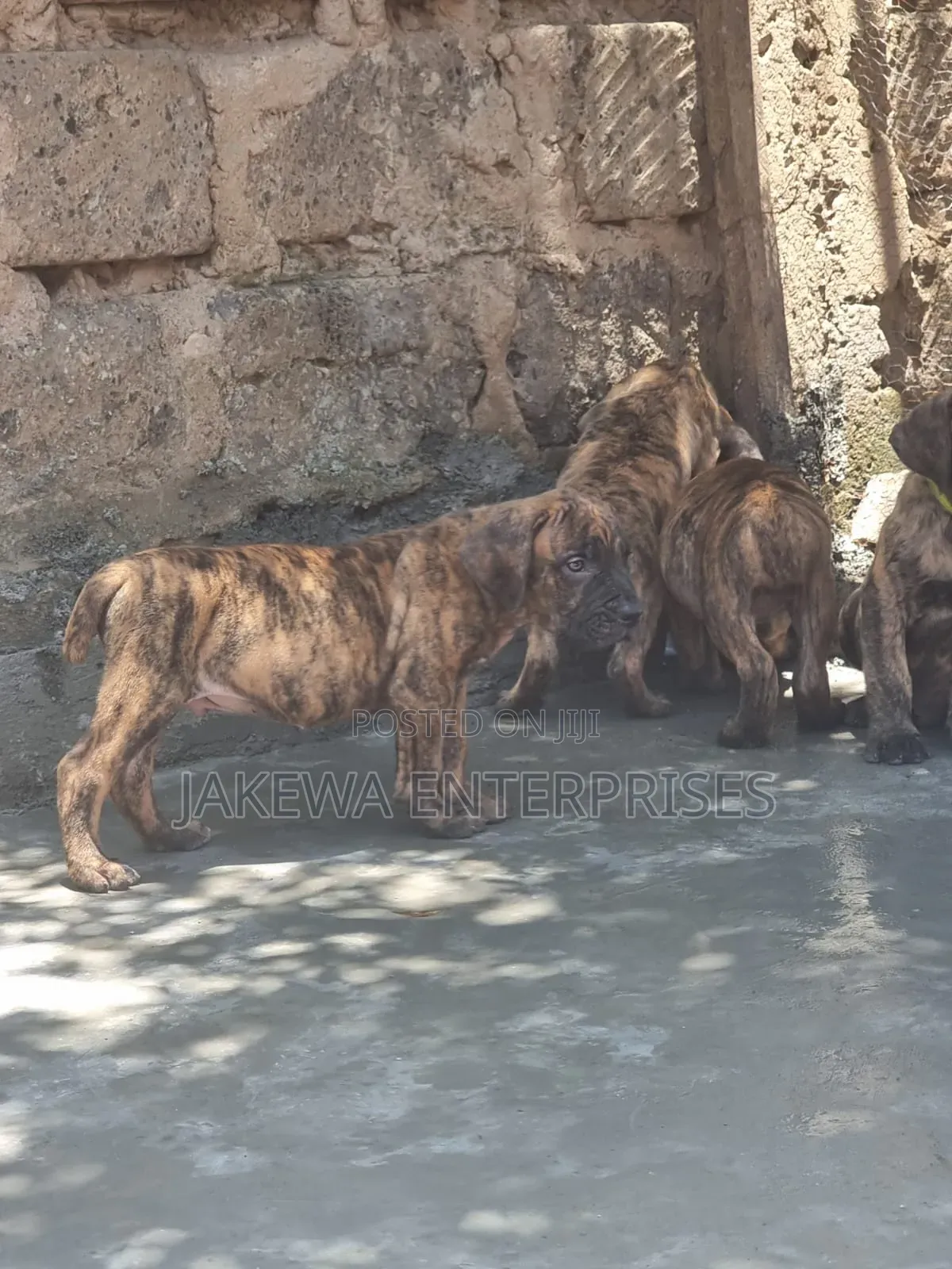 1-3 months Male Purebred Boerboel