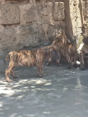 1-3 months Male Purebred Boerboel