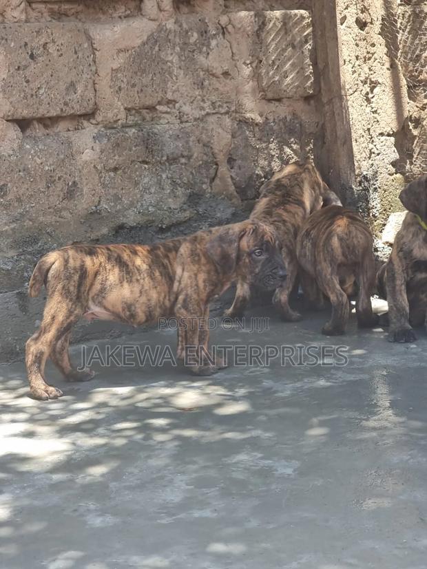1-3 months Male Purebred Boerboel