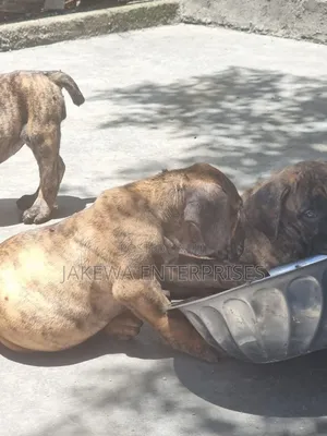 1-3 months Male Purebred Boerboel