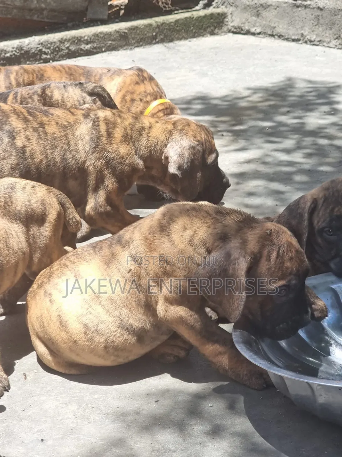 1-3 months Male Purebred Boerboel