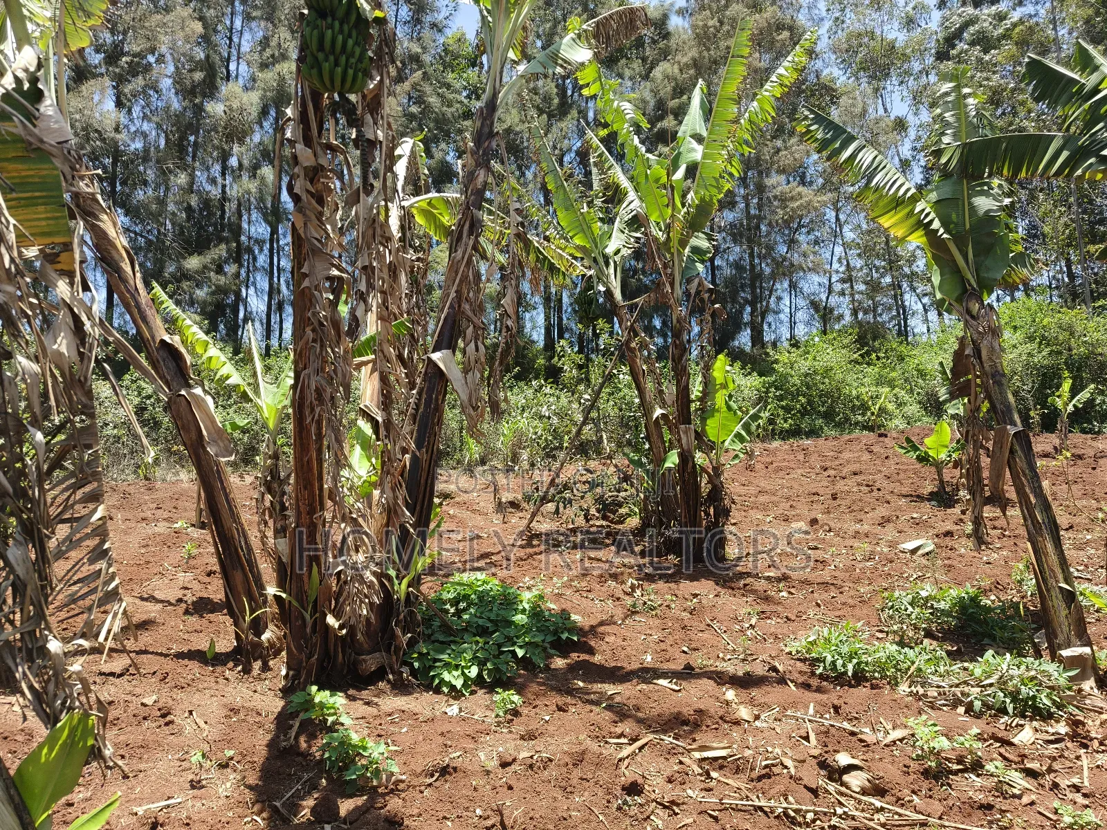 Red Soil Quarter Acre Plot for Sale in Kerarapon Drive. Scenic View