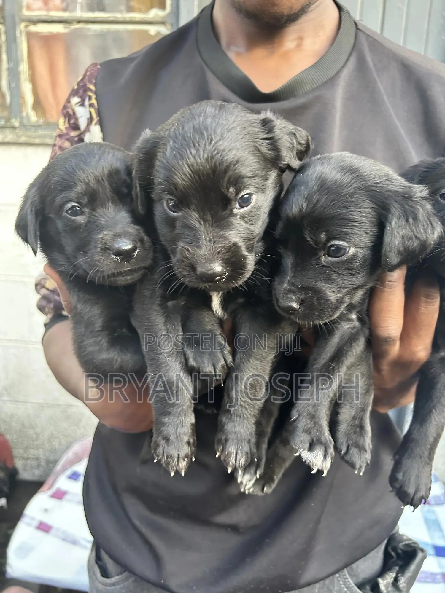 1-3 months Male Mixed Breed Labrador Retriever