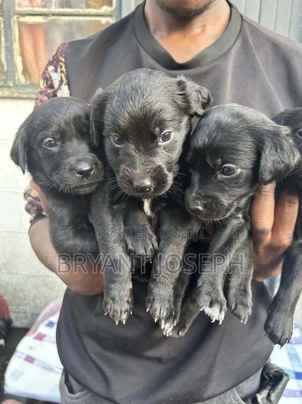 1-3 months Male Mixed Breed Labrador Retriever - main view
