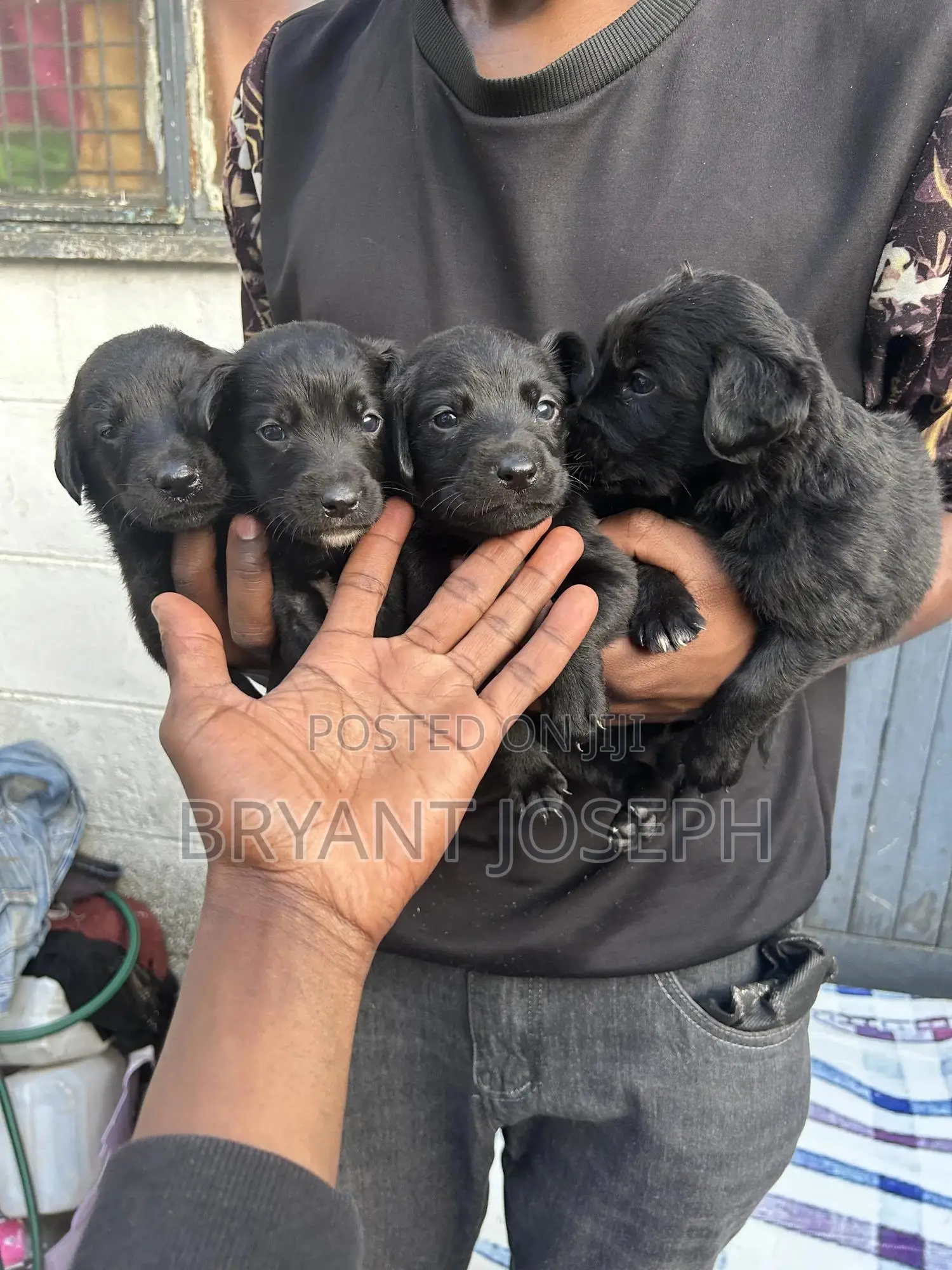 1-3 months Male Mixed Breed Labrador Retriever