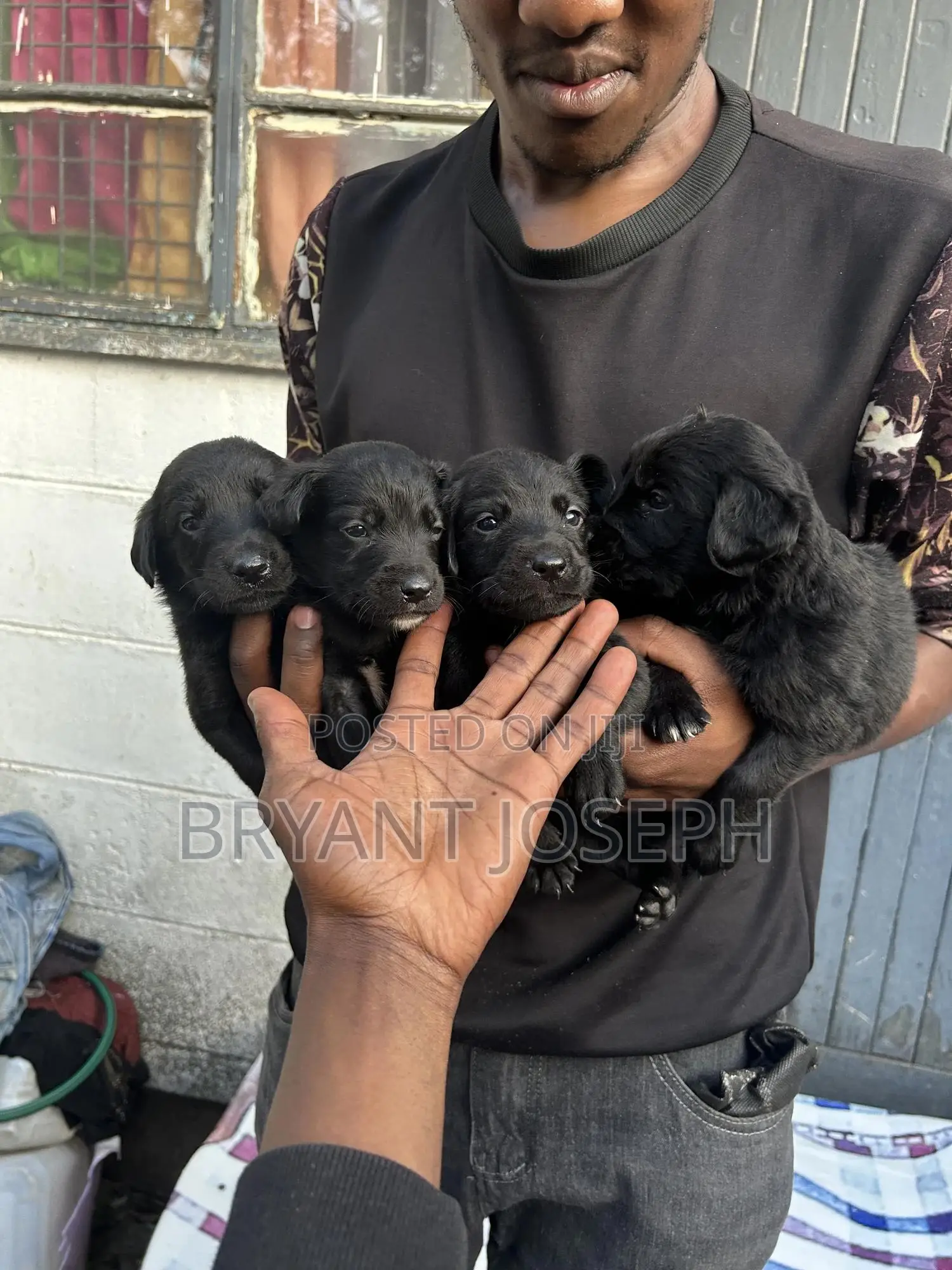 1-3 months Male Mixed Breed Labrador Retriever