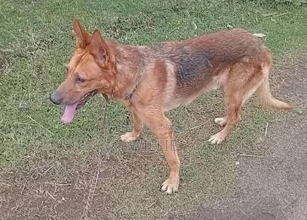1+ year Male Mixed Breed Australian Shepherd