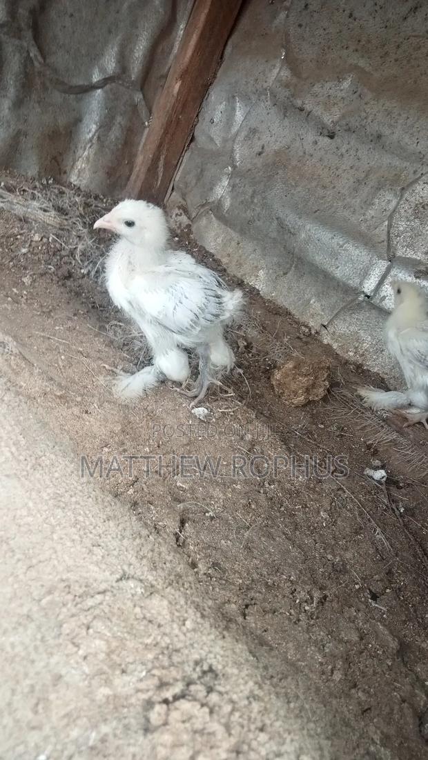 White Brahma - main view