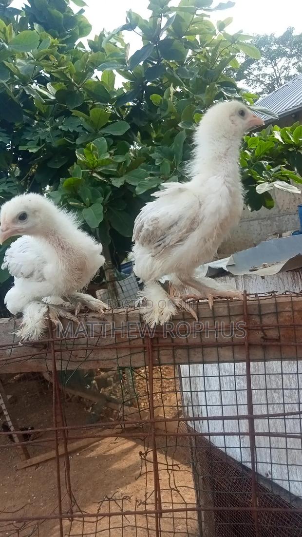 White Brahma - thumbnail 2