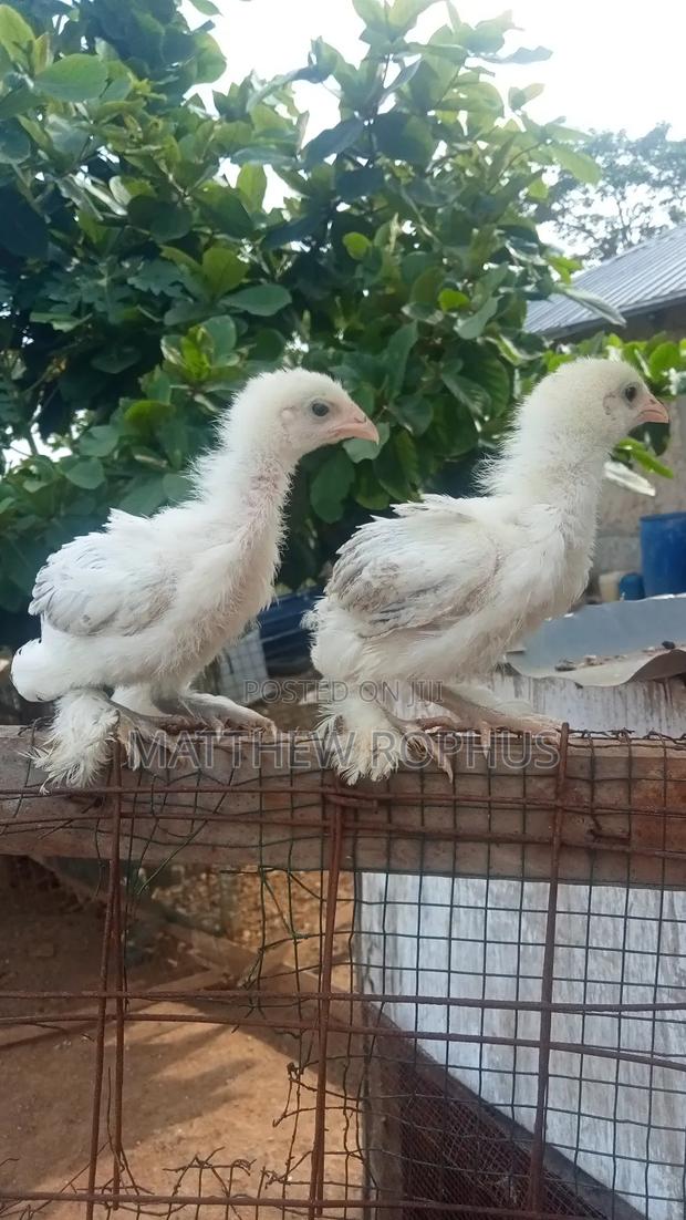 White Brahma - thumbnail 3