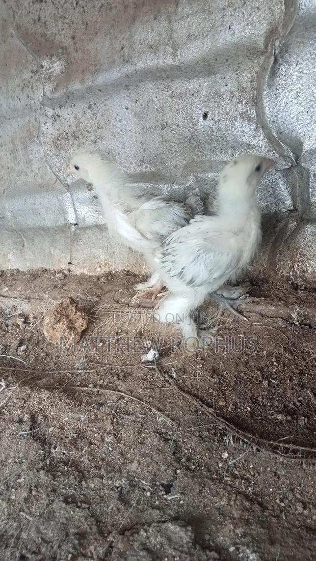 White Brahma - thumbnail 4