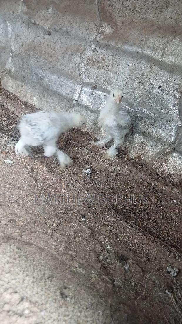 White Brahma - thumbnail 5