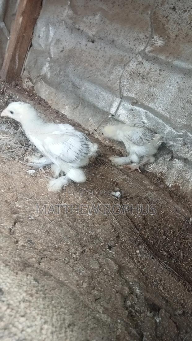 White Brahma - thumbnail 6