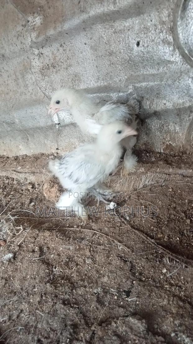 White Brahma - thumbnail 7