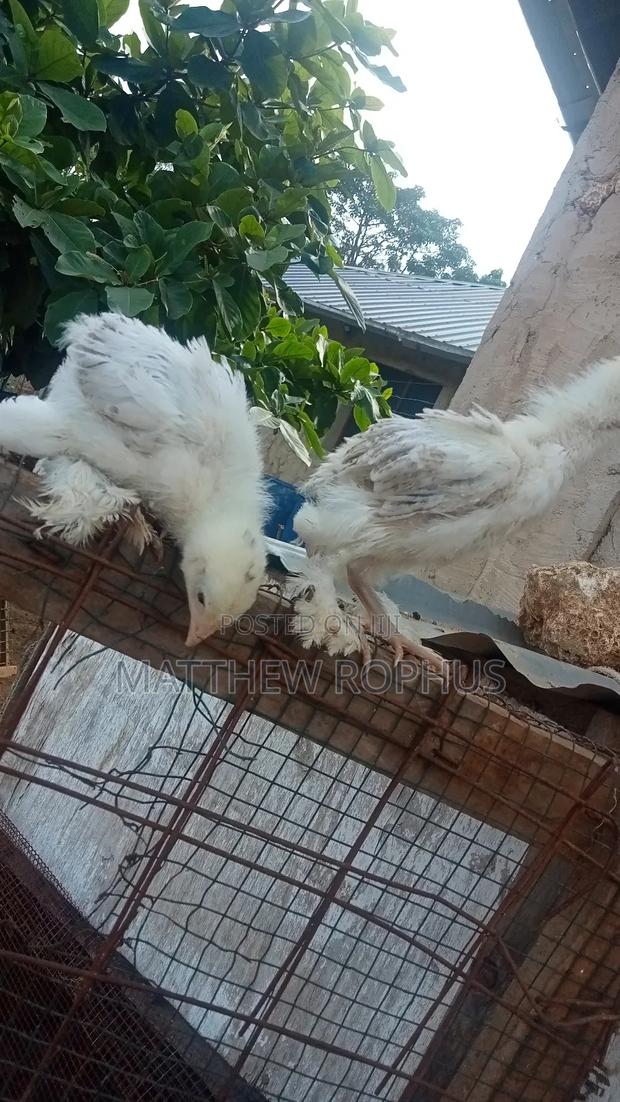 White Brahma - thumbnail 8