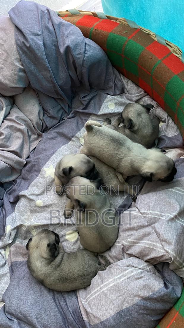 0-1 month Female Purebred Pug - thumbnail 5