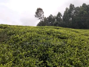 5 Acres Land on Sale at Murang'a-Kangema .