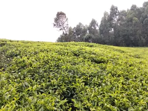 5 Acres Land on Sale at Murang'a-Kangema .