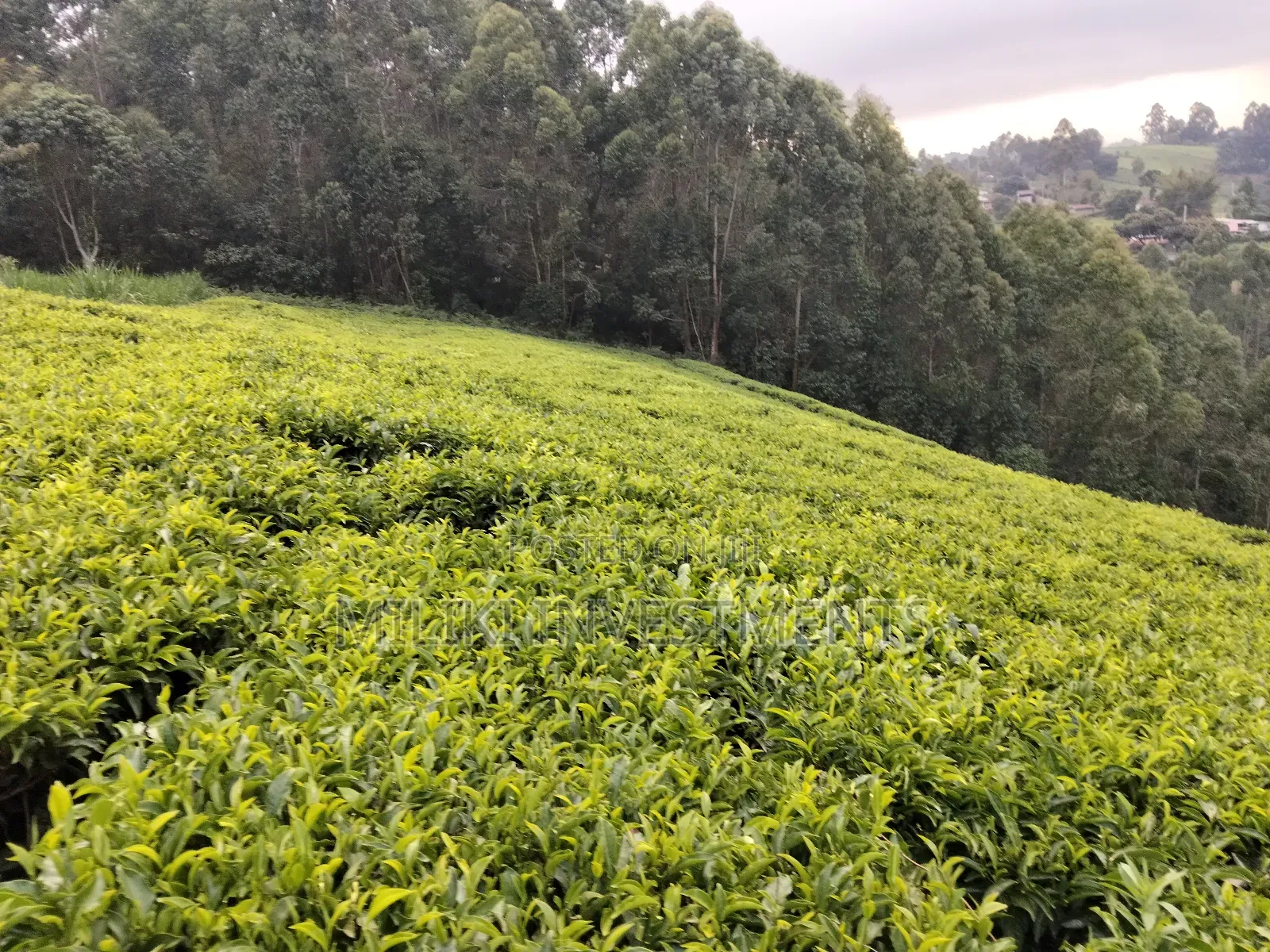 5 Acres Land on Sale at Murang'a-Kangema .