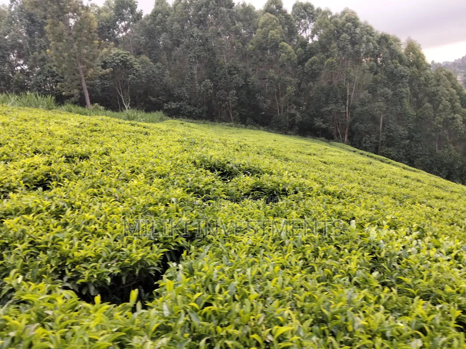 5 Acres Land on Sale at Murang'a-Kangema .