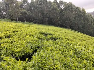 5 Acres Land on Sale at Murang'a-Kangema .