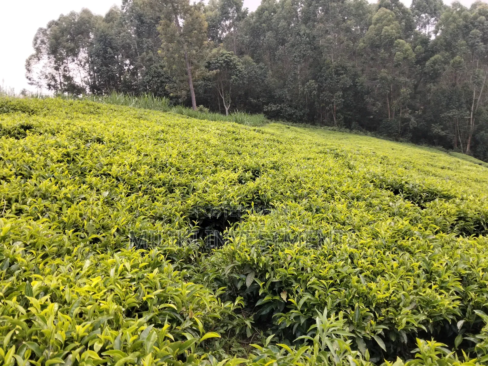 5 Acres Land on Sale at Murang'a-Kangema .