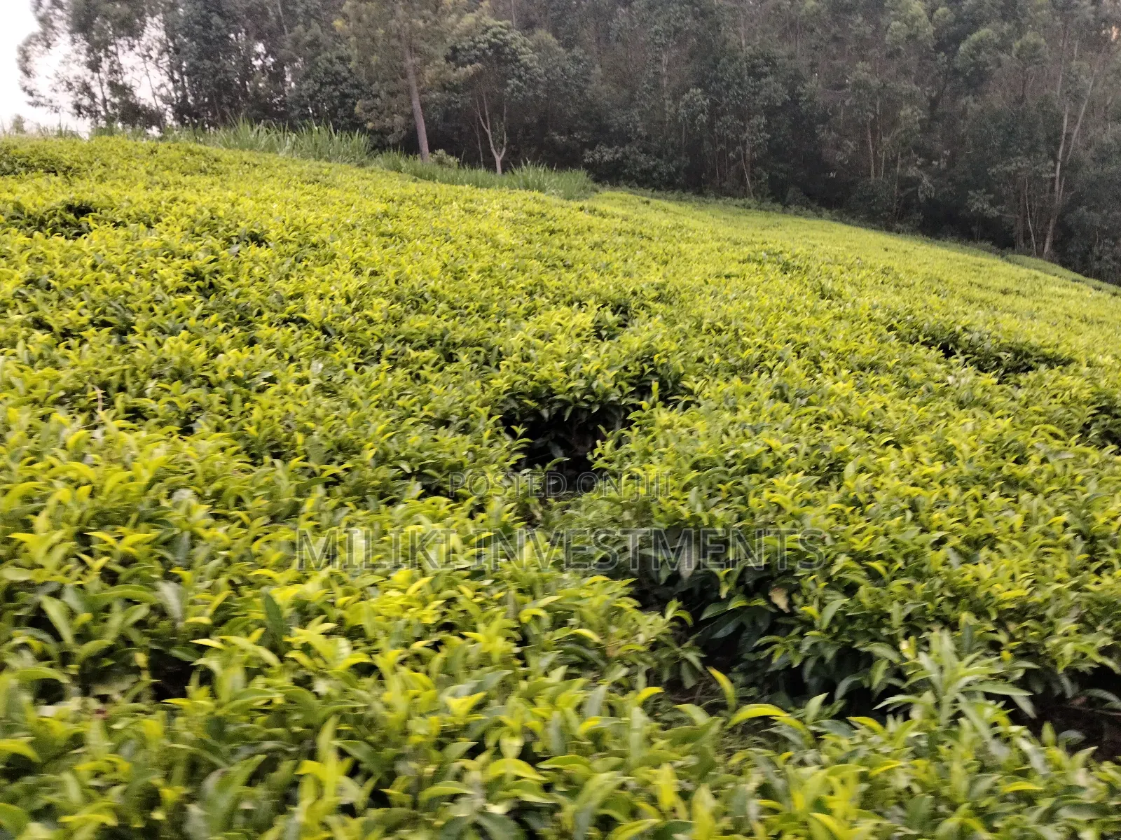 5 Acres Land on Sale at Murang'a-Kangema .