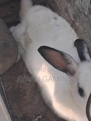 Hybreed Rabbits - thumbnail 2