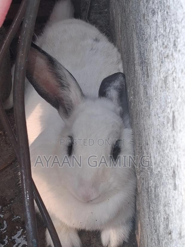 Hybreed Rabbits - thumbnail 3