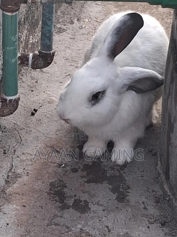 Hybreed Rabbits - thumbnail 4