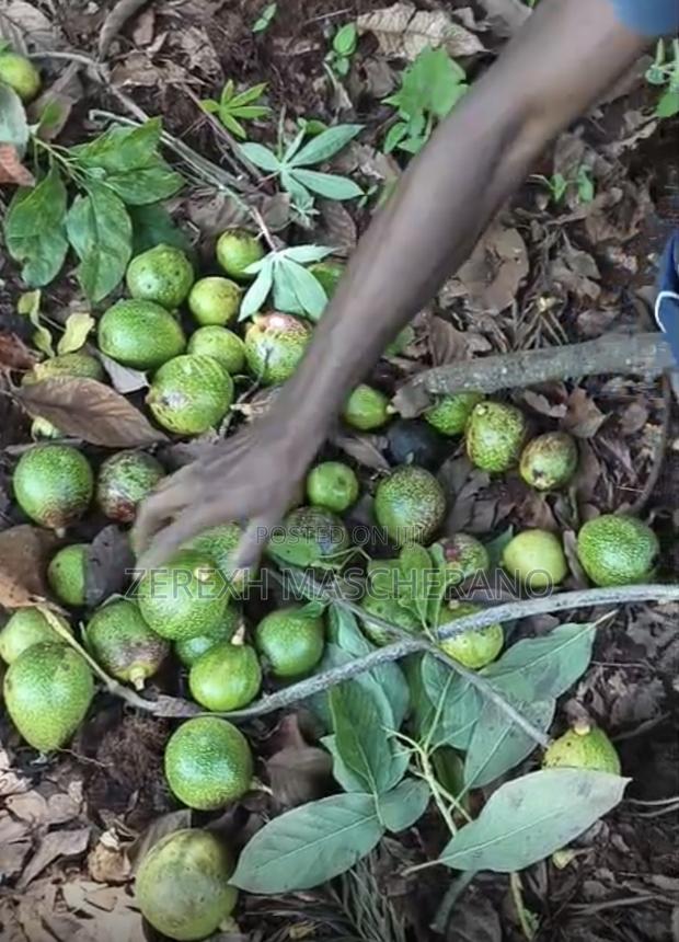 The Avocados - thumbnail 2