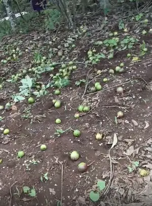 The Avocados