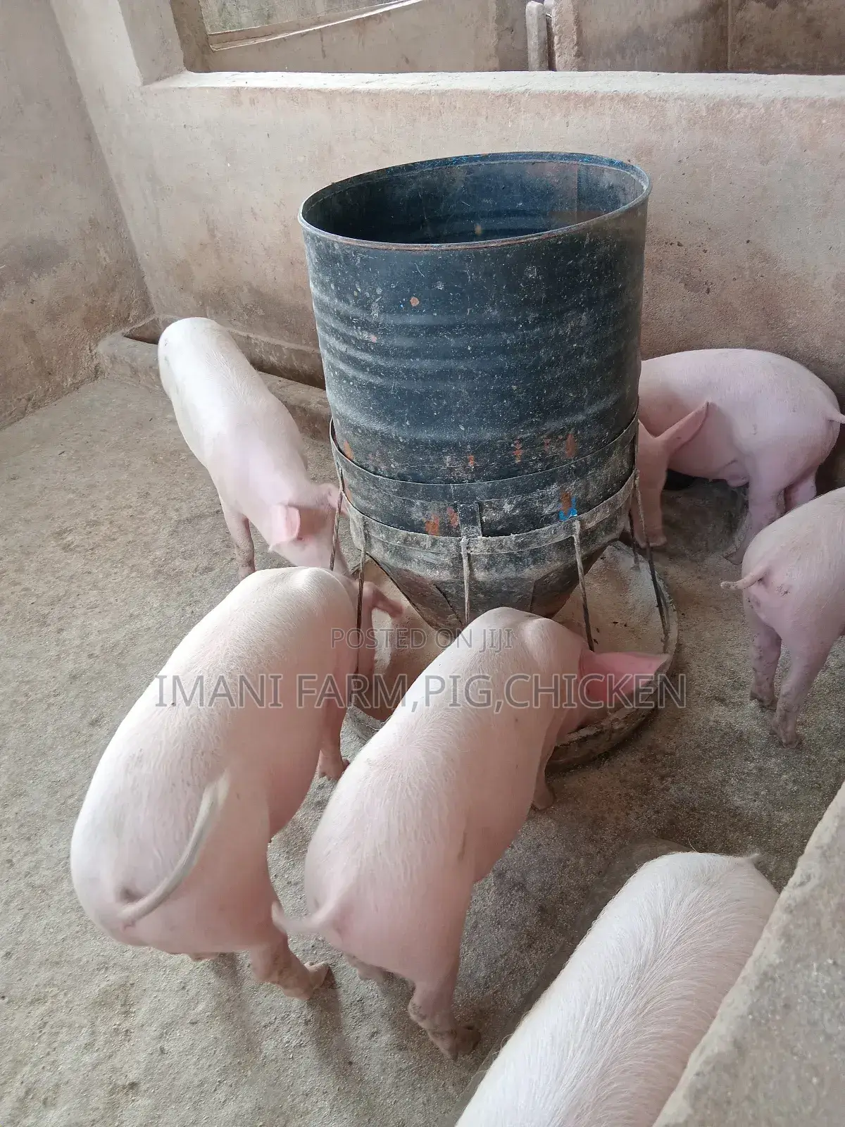 Pig Feeders,Animal Feeding Troughs,Pigs,Chicken Goats