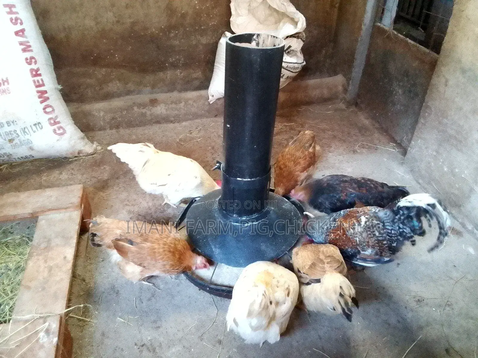 Chicken Feeder