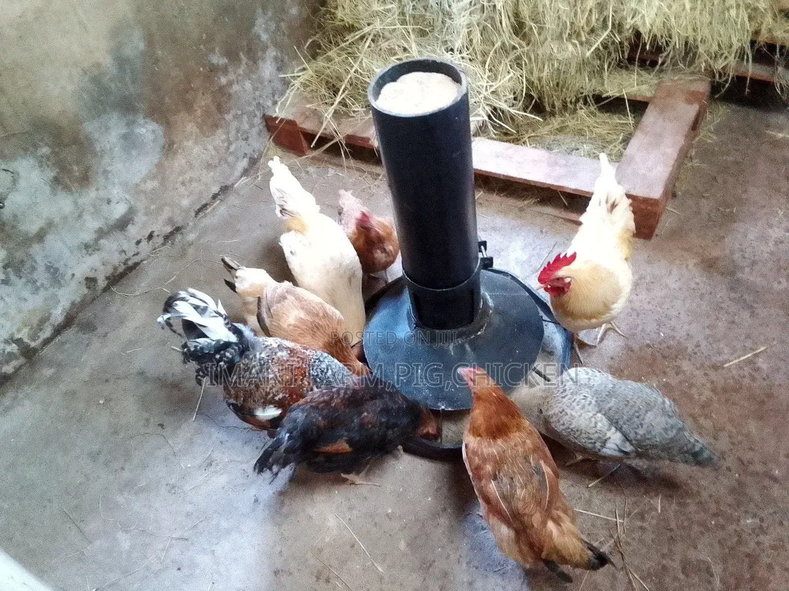 Chicken Feeder