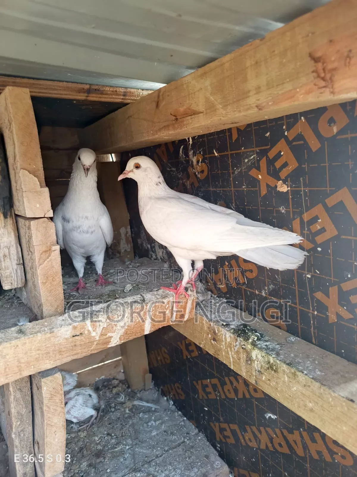 Quality, Good Looking Pigeons for Sale.Ready for a New Home.