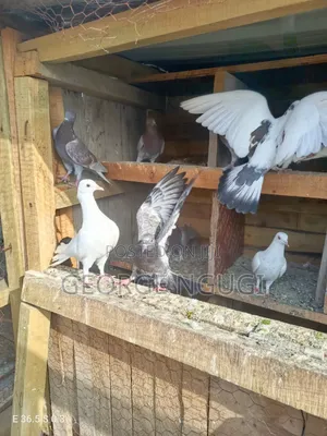 Quality, Good Looking Pigeons for Sale.Ready for a New Home.