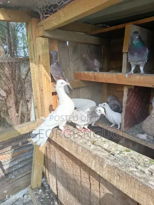 Quality, Good Looking Pigeons for Sale.Ready for a New Home.