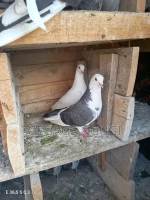 Quality, Good Looking Pigeons for Sale.Ready for a New Home.