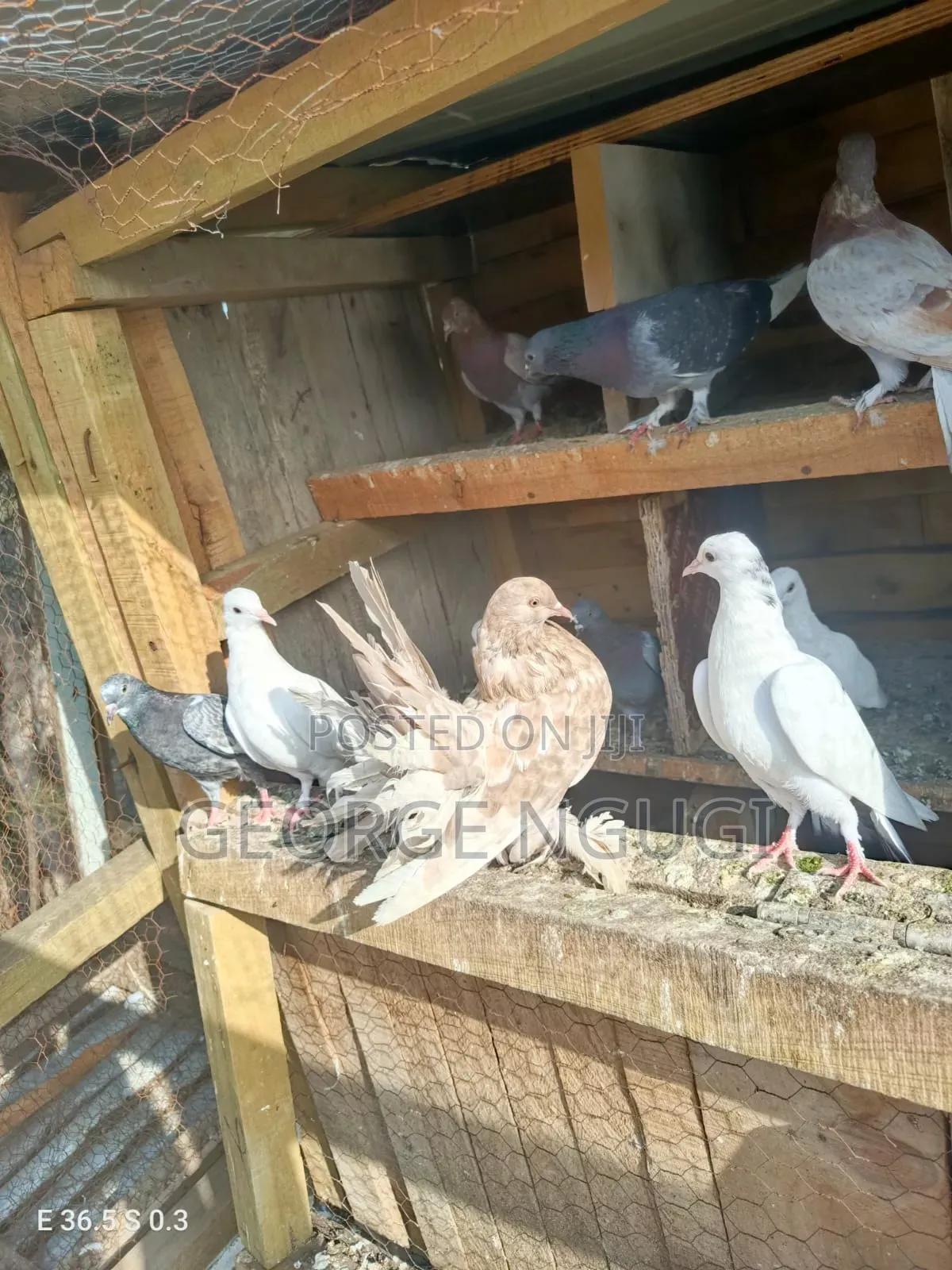 Quality, Good Looking Pigeons for Sale.Ready for a New Home.