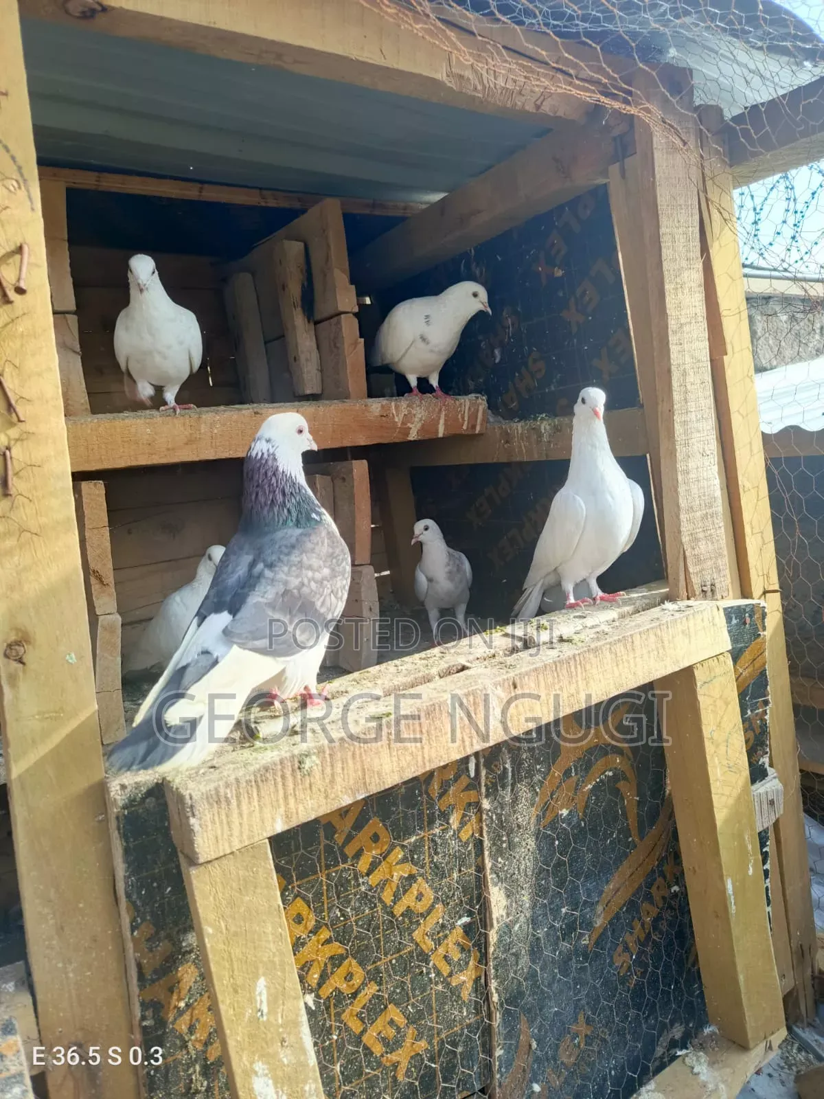 Quality, Good Looking Pigeons for Sale.Ready for a New Home.