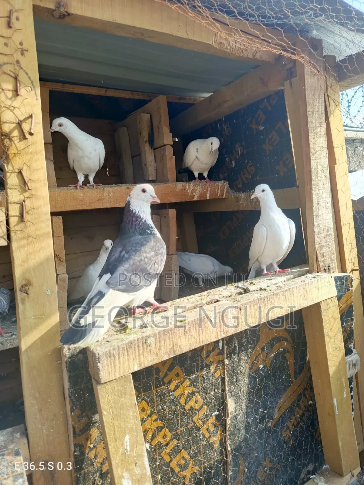 Quality, Good Looking Pigeons for Sale.Ready for a New Home.