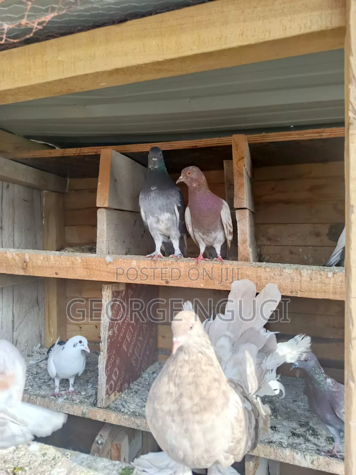 Quality, Good Looking Pigeons for Sale.Ready for a New Home.