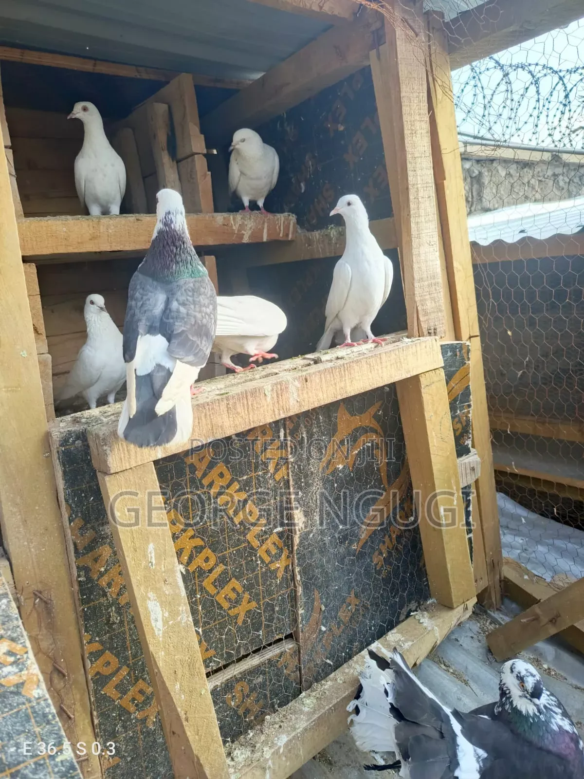 Quality, Good Looking Pigeons for Sale.Ready for a New Home.