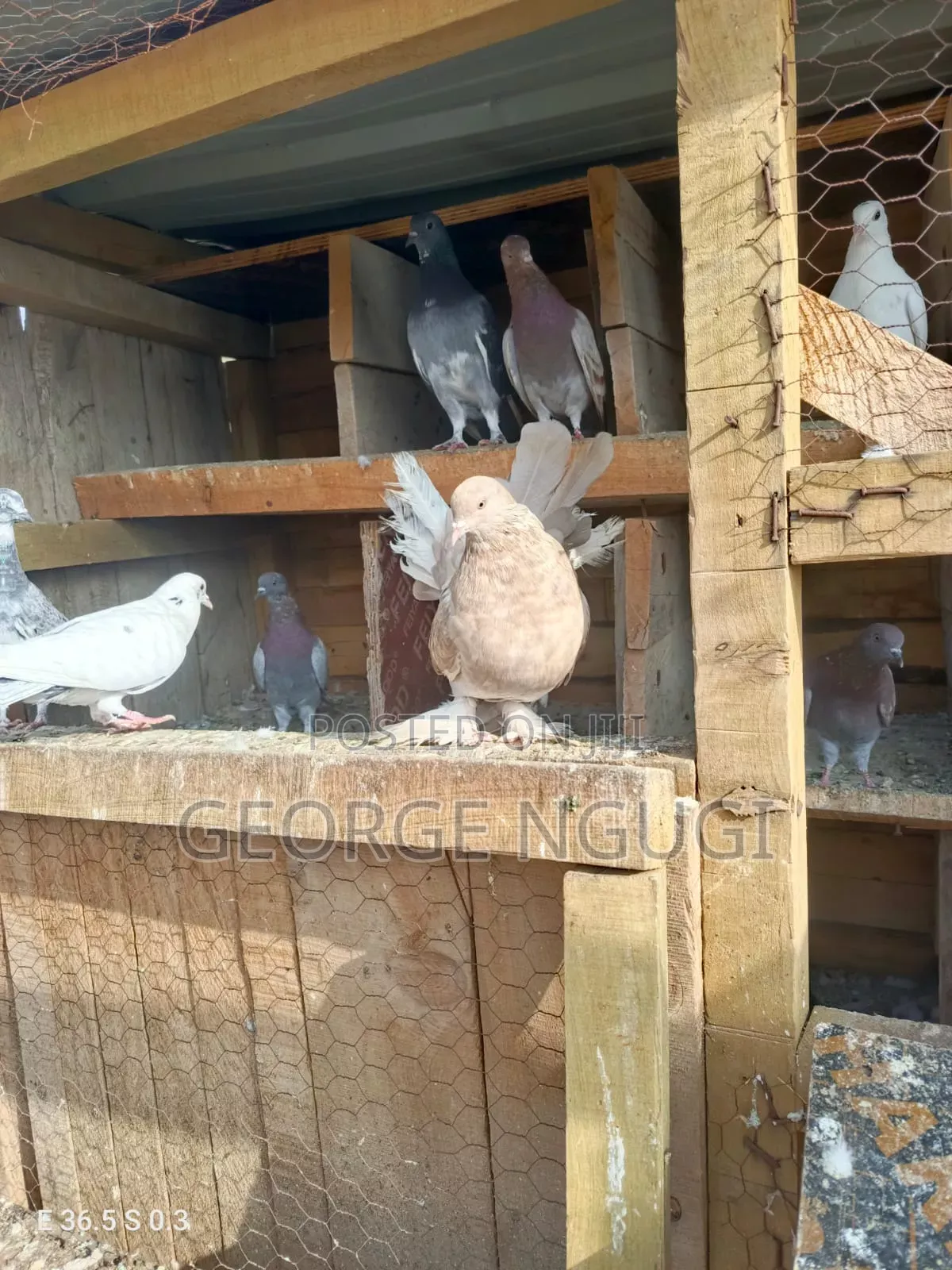Quality, Good Looking Pigeons for Sale.Ready for a New Home.