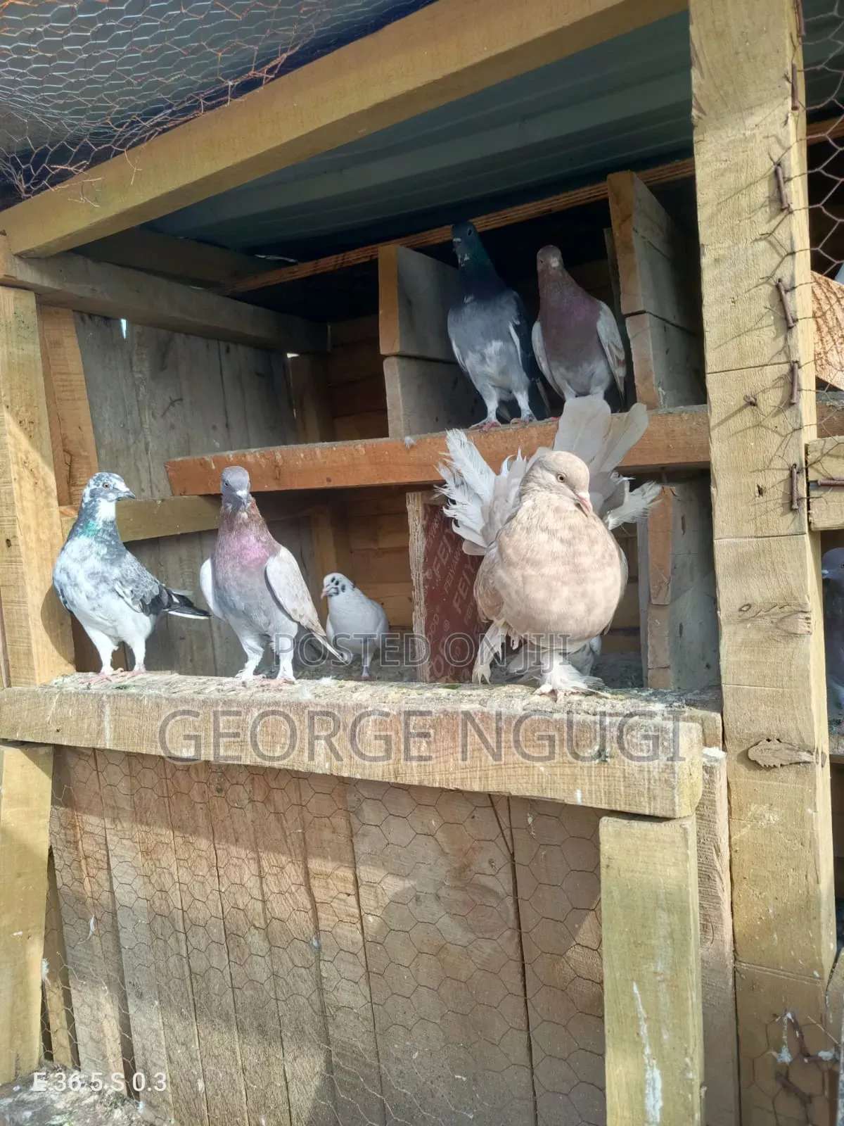 Quality, Good Looking Pigeons for Sale.Ready for a New Home.