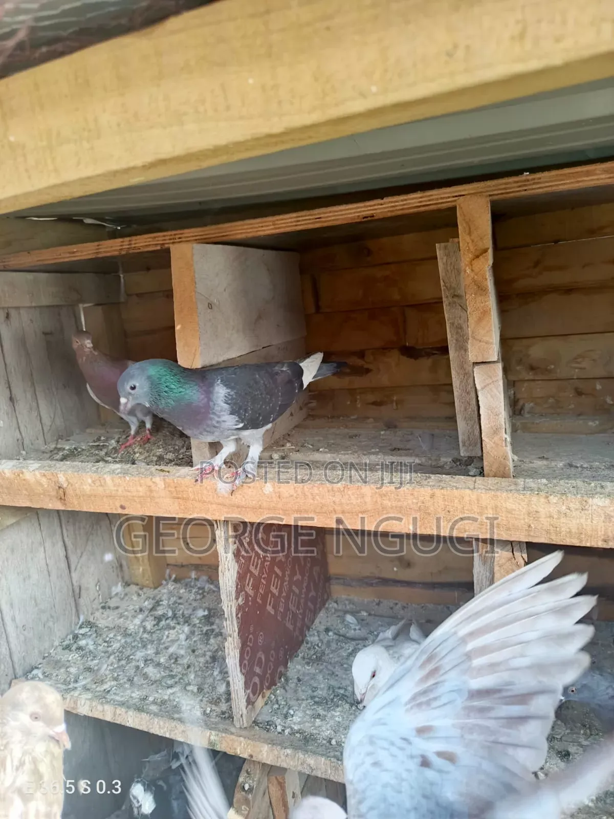 Quality, Good Looking Pigeons for Sale.Ready for a New Home.