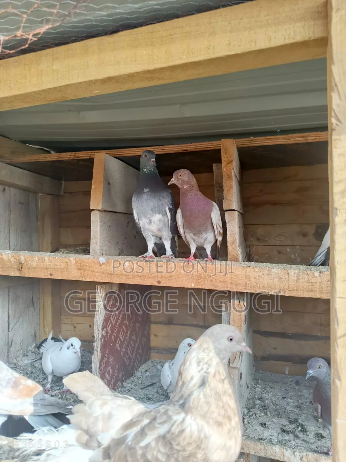 Quality, Good Looking Pigeons for Sale.Ready for a New Home.