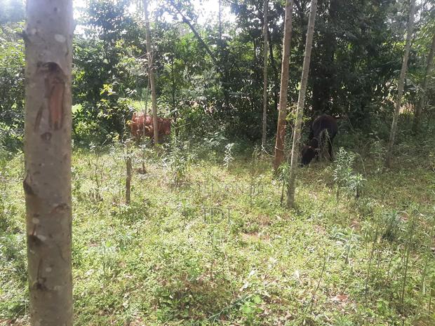 Land for Sale - thumbnail 2